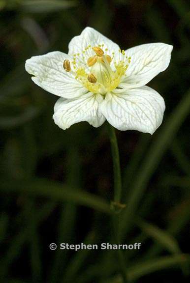 parnassia palustris 3 graphic